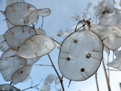 Seeds flower nature