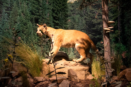 Mountain Lion Model photo