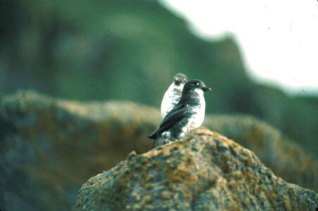 Aethia Cristatella bird close