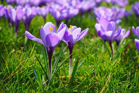 Spring frühlingsblüher violet photo