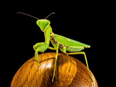 Fishing locust green close up photo