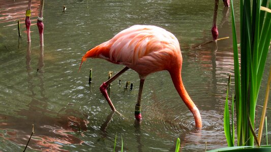Flamingo swamp water photo