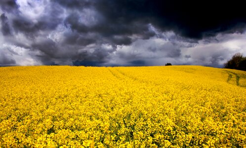 Flower Fields in Aabenraa, Denmark