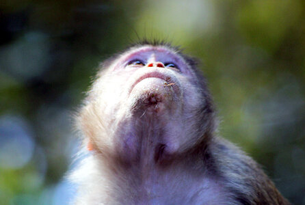 Monkey Looking Up photo