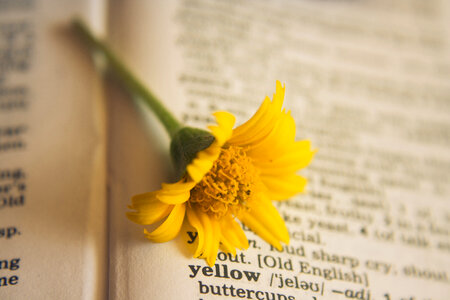 Yellow Flower Dictionary