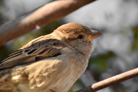 Beak eye head photo