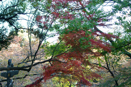 12 Red leaves