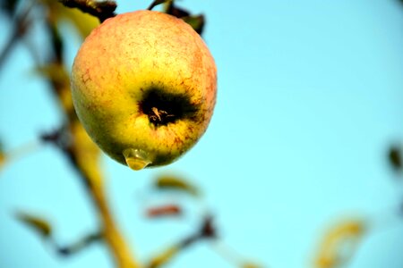 Apple calorie daylight