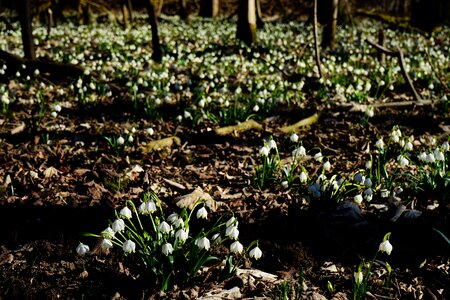 Bloom white forest photo