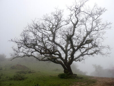 Trees in the landscape in the fog, India