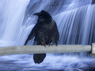Black feathered animal photo