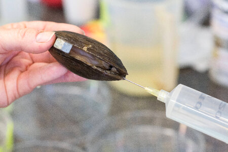 Extracting glochidia from freshwater mussel-3