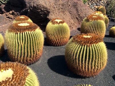 Cactus lanzarote canary