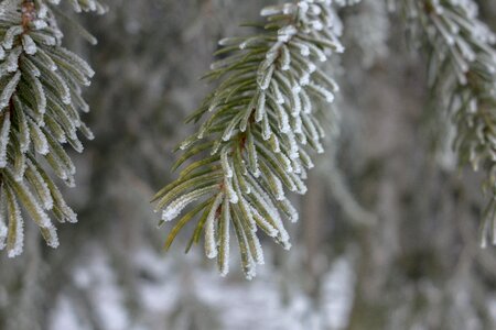 Frost ripe hoarfrost photo