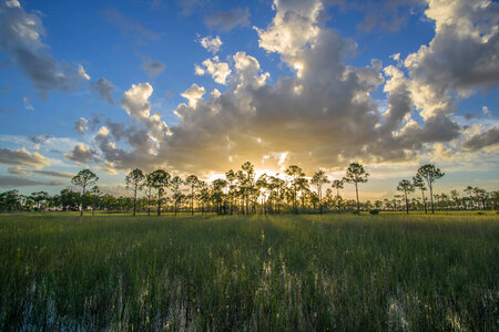 Sunlight beyond and trees and clouds at Big Cypress National Preserve photo