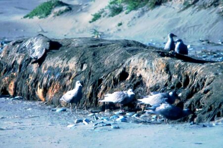 Bird coast 