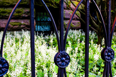 Metal Fence Flowers photo