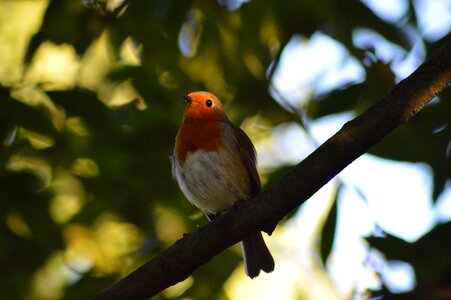 Robin bird red robin photo