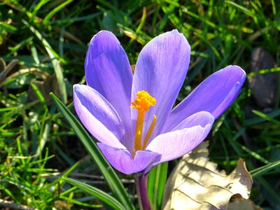 Flower spring purple