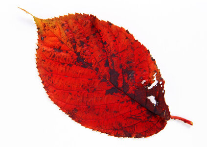 Single red autumn leaves isolated on white background photo