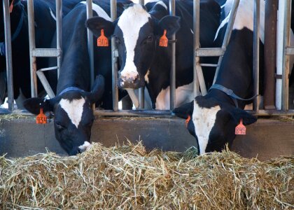 Milking stalls farm photo