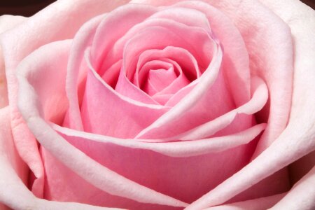 Pink Rose Flower photo