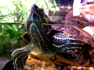 Business carapace featured