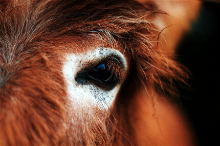 Close-up of horse eye photo