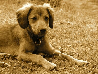 A hybrid lying dog collar