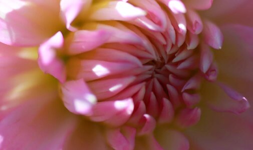 Beautiful beautiful flowers biology