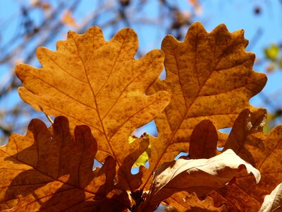 Sessile oak quercus petraea winter oak photo