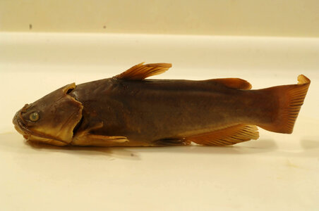 Ameiurus melas-2