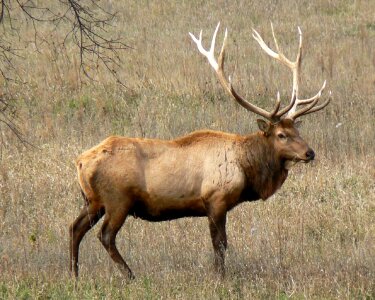 Nature portrait antlers photo