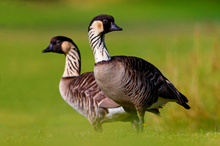 Pair of Nēnē 