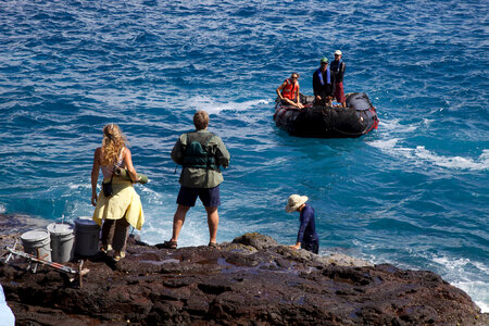 Nihoa Millerbird Translocation-1