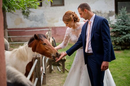 Pony bride horses
