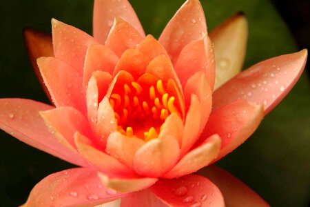Beautiful Flowers biology bloom
