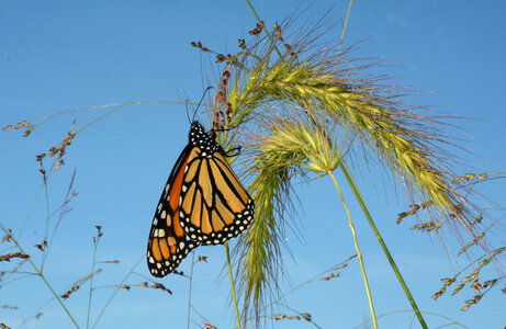 Monarch butterfly on Foxtail-1