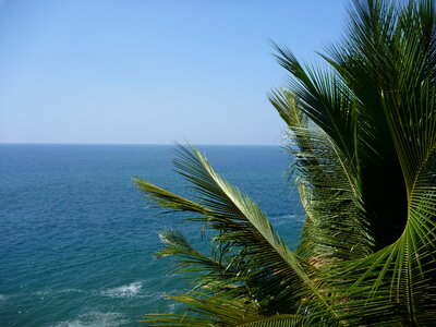 Palm Blue Water Sea photo
