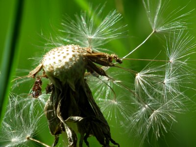 Dandelion seeds blossom bloom photo