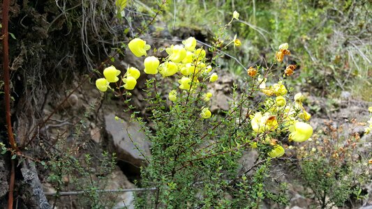 Wild Flowers of the Inca Trail, Peru photo