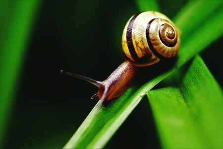 Snail on Leaf photo