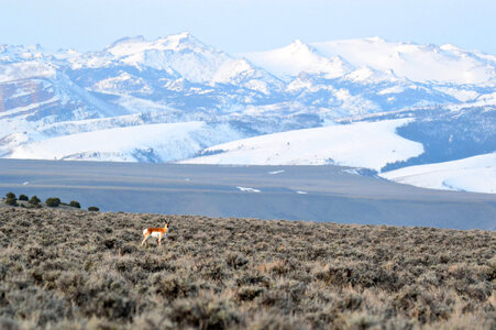 Spotted by the pronghorn