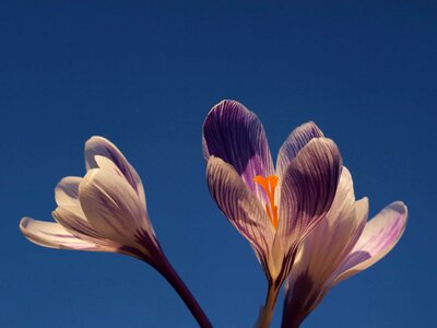 Beautiful Flowers biology bloom