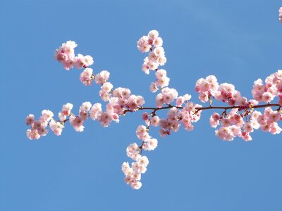 Japanese cherry trees cherry blossom blossom photo