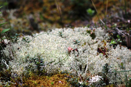Lichen ground cover photo