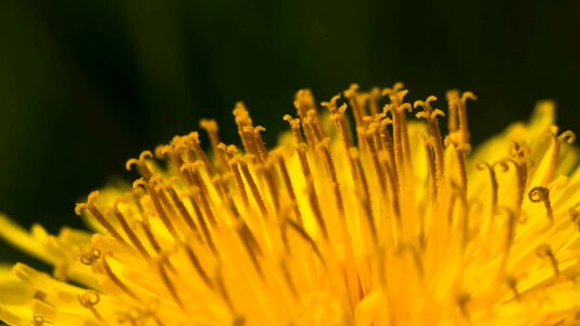 Nature yellow macro