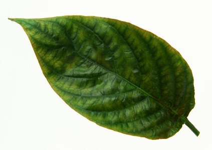 Dark green leaf isolated in white photo