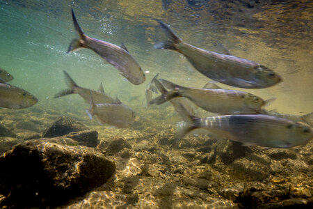  Alewife-2