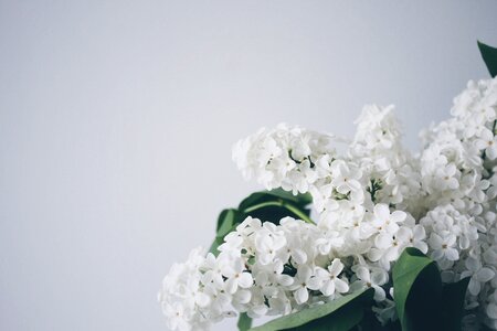 Bouquet spring lilac
